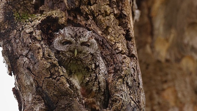 lundugle - ML646359879