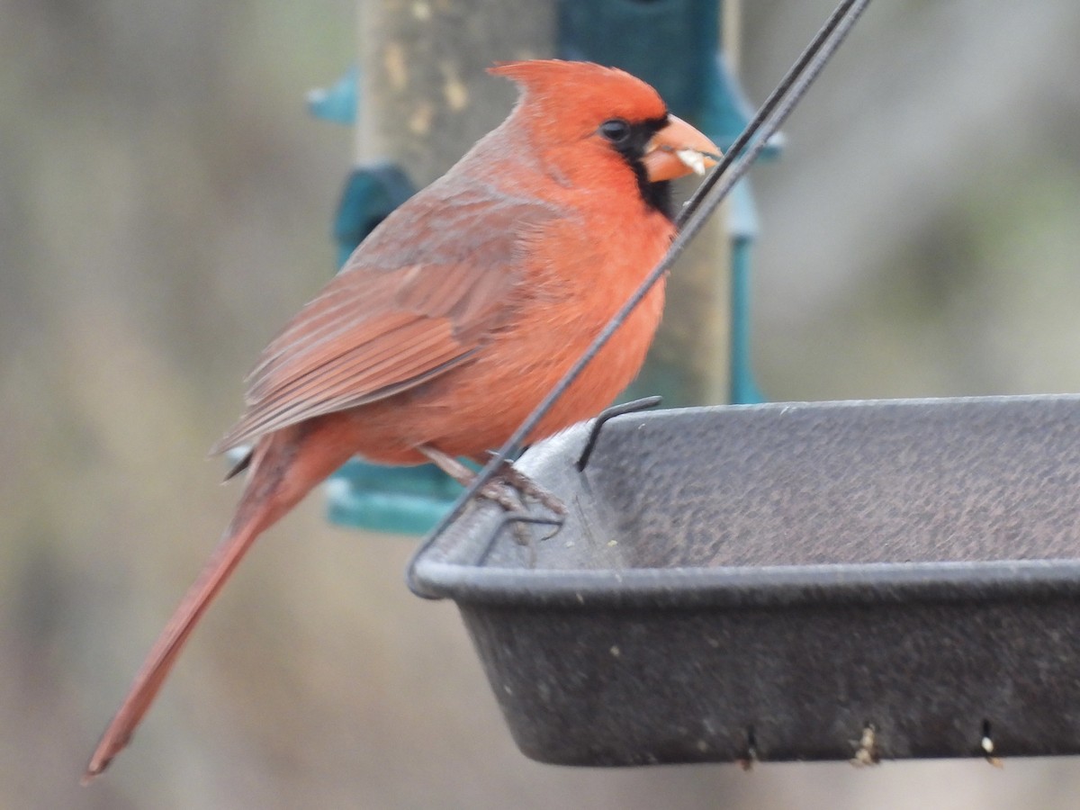 Northern Cardinal - ML646359880