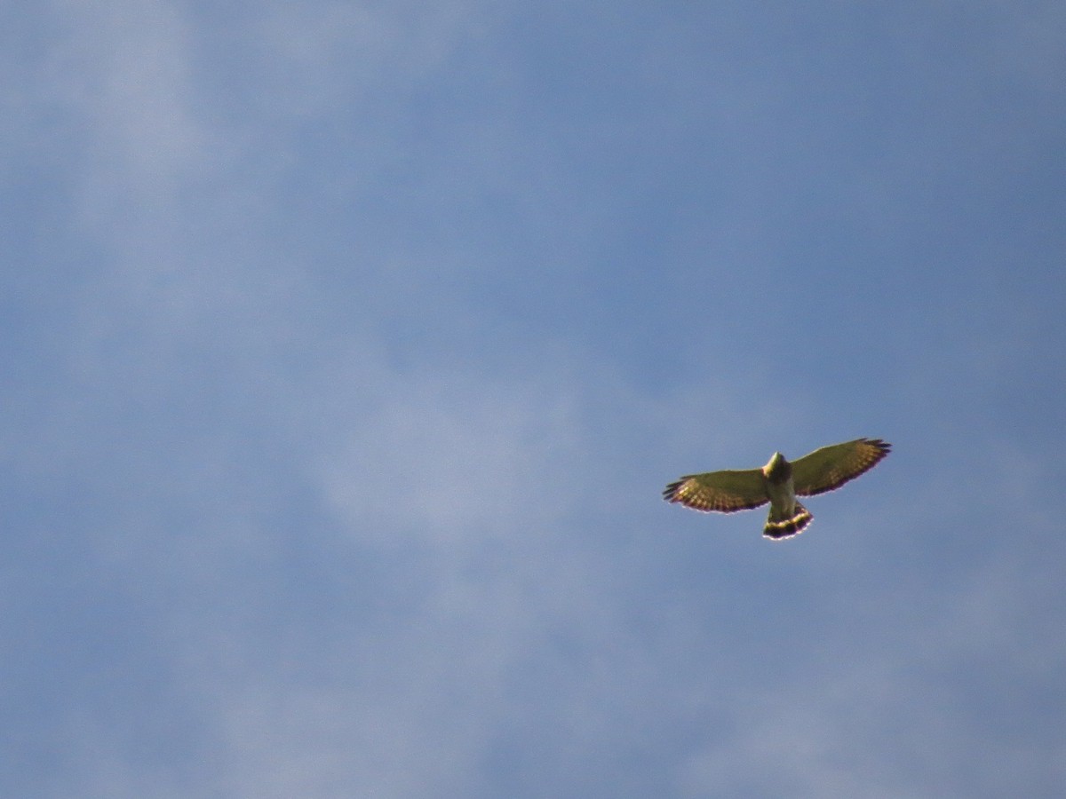 Broad-winged Hawk - ML646359881