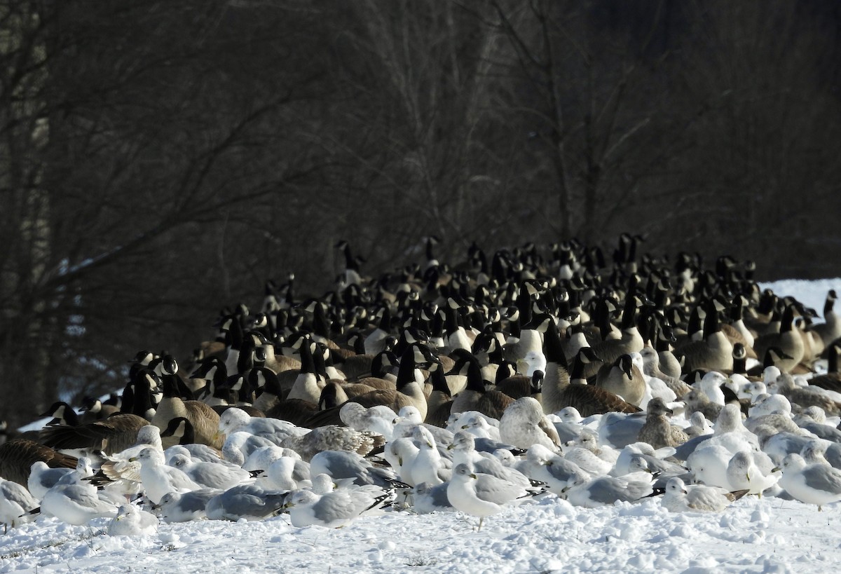 Kanadagans - ML646359882