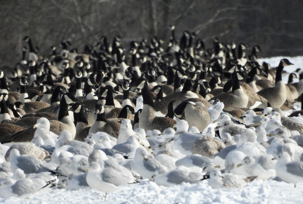 Kanadagans - ML646359883