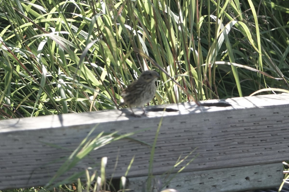 strnadec zpěvný - ML646359885