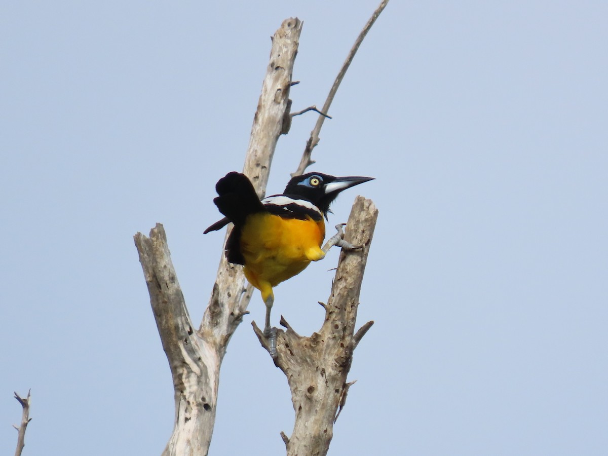 Venezüela Turpiyalı - ML646359887