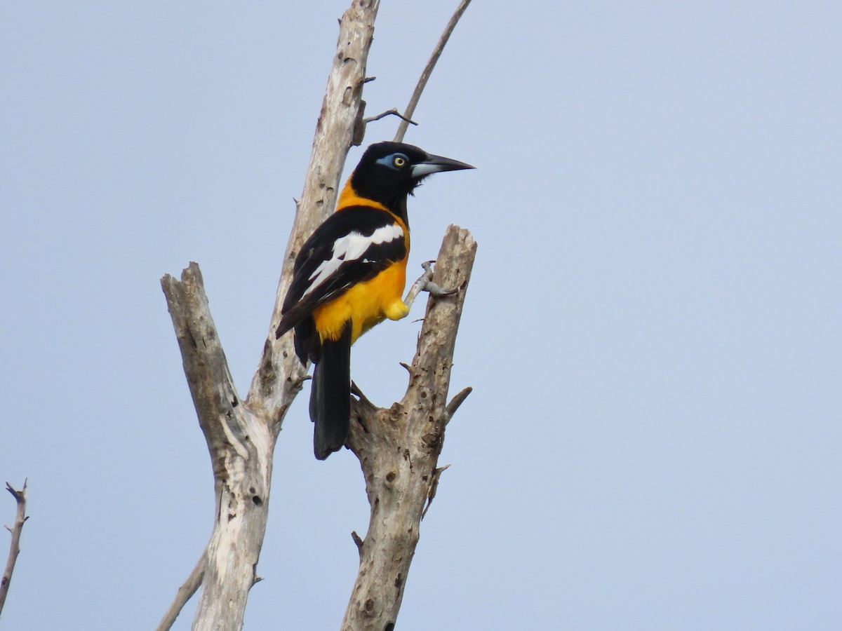 Venezüela Turpiyalı - ML646359888