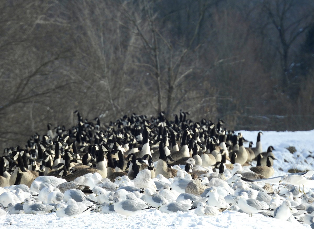 Gavina americana - ML646359891