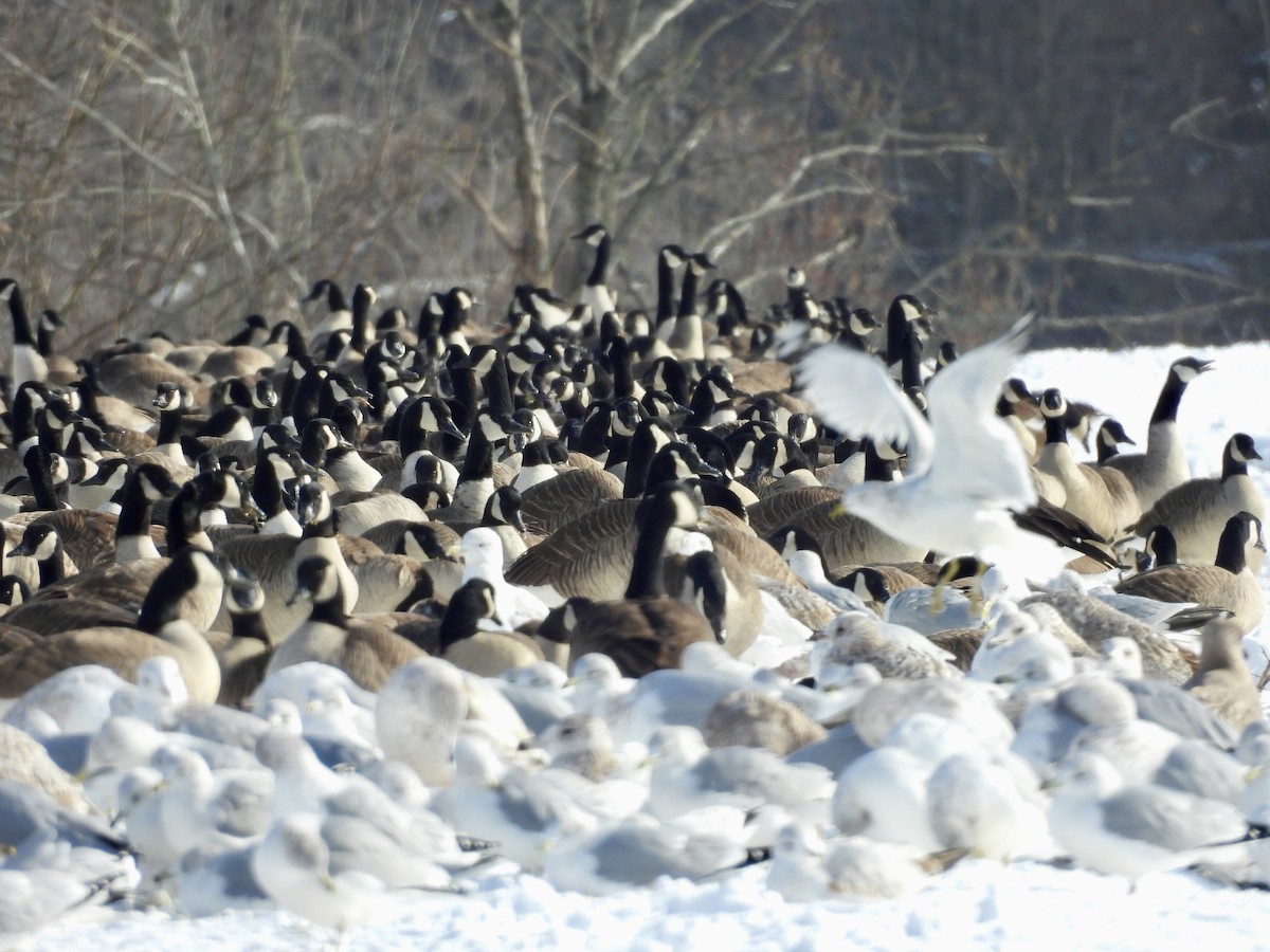 Gavina americana - ML646359892