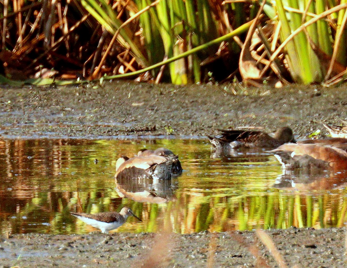 Solitary Sandpiper - ML646359893