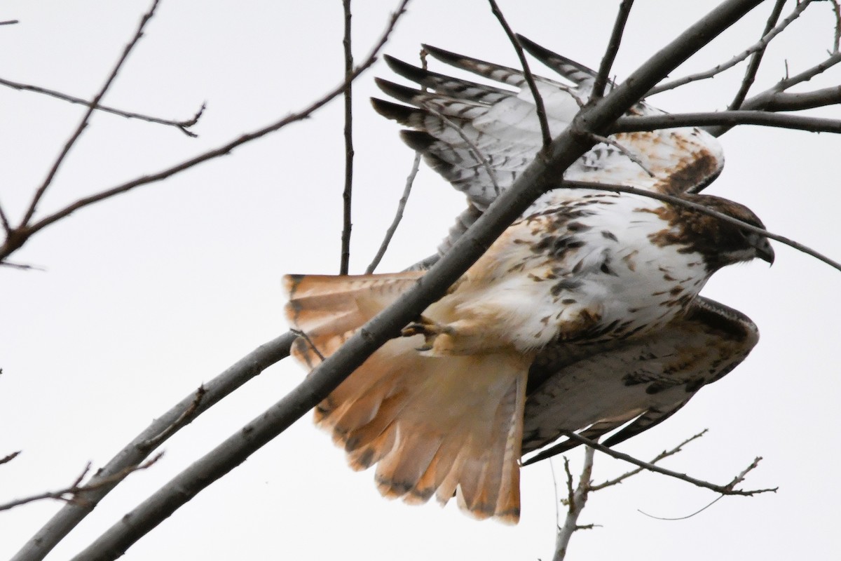 Red-tailed Hawk - ML646359894