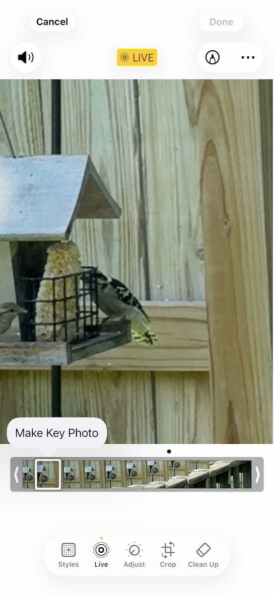 Kızıl Gözlü Vireo - ML646359903