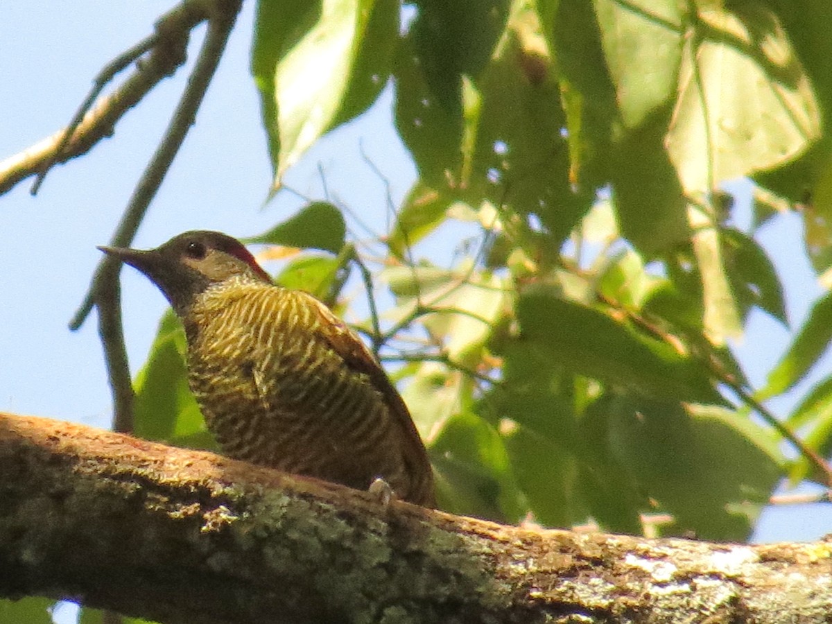 Golden-olive Woodpecker - ML646359904