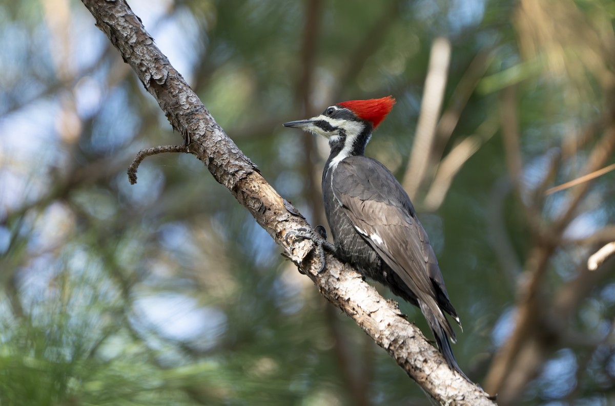 Pileated Woodpecker - ML646359906