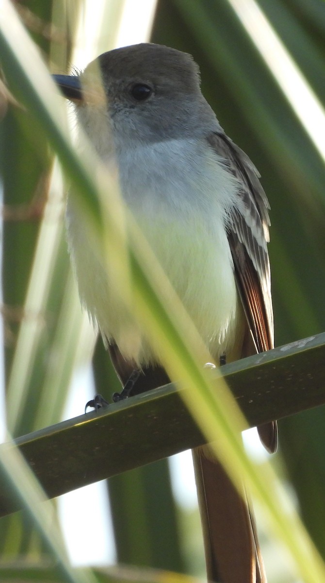 Ash-throated Flycatcher - ML646359907
