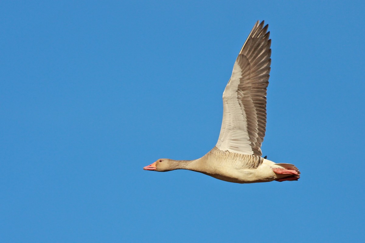 Oie cendrée - ML646359908