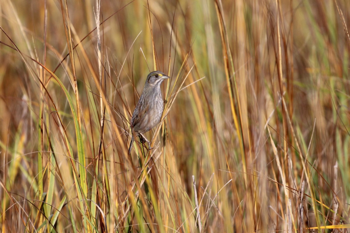 Seaside Sparrow - ML646359909