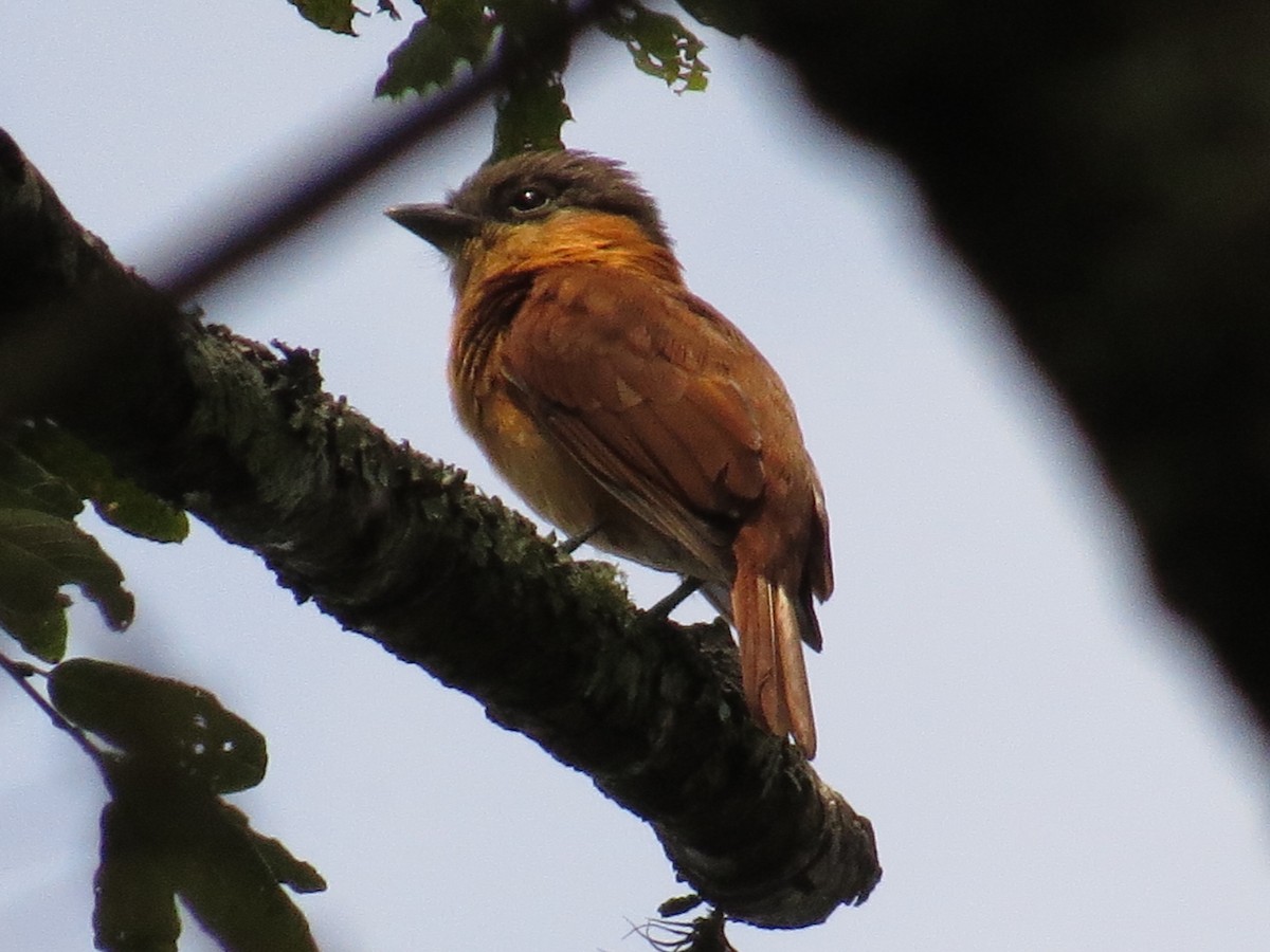 Rose-throated Becard - ML646359910