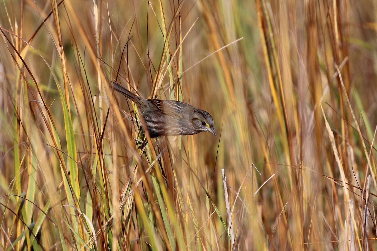 Seaside Sparrow - ML646359911