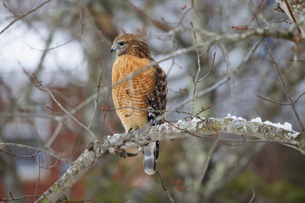 káně páskovaná - ML646359912