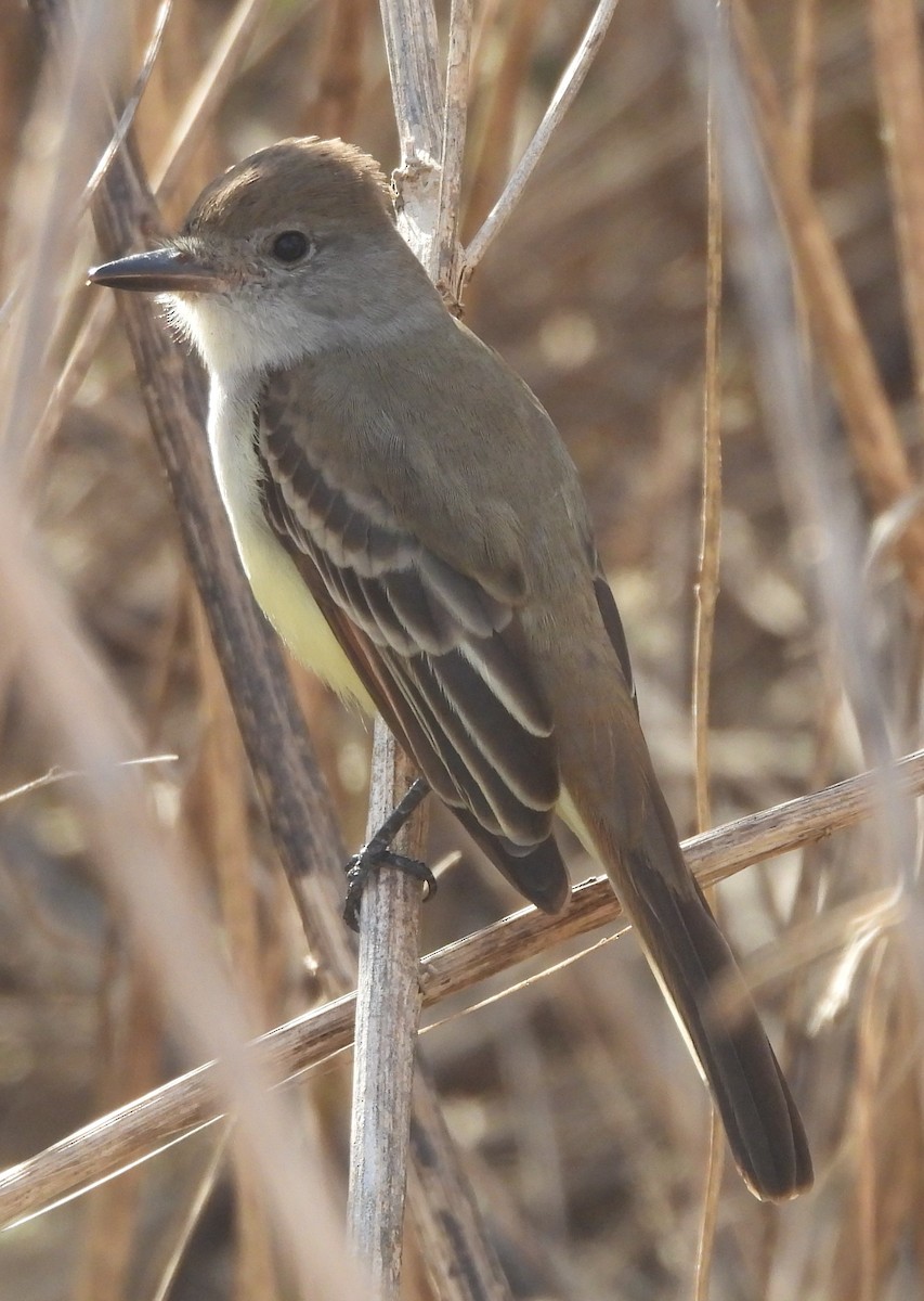 Ash-throated Flycatcher - ML646359914