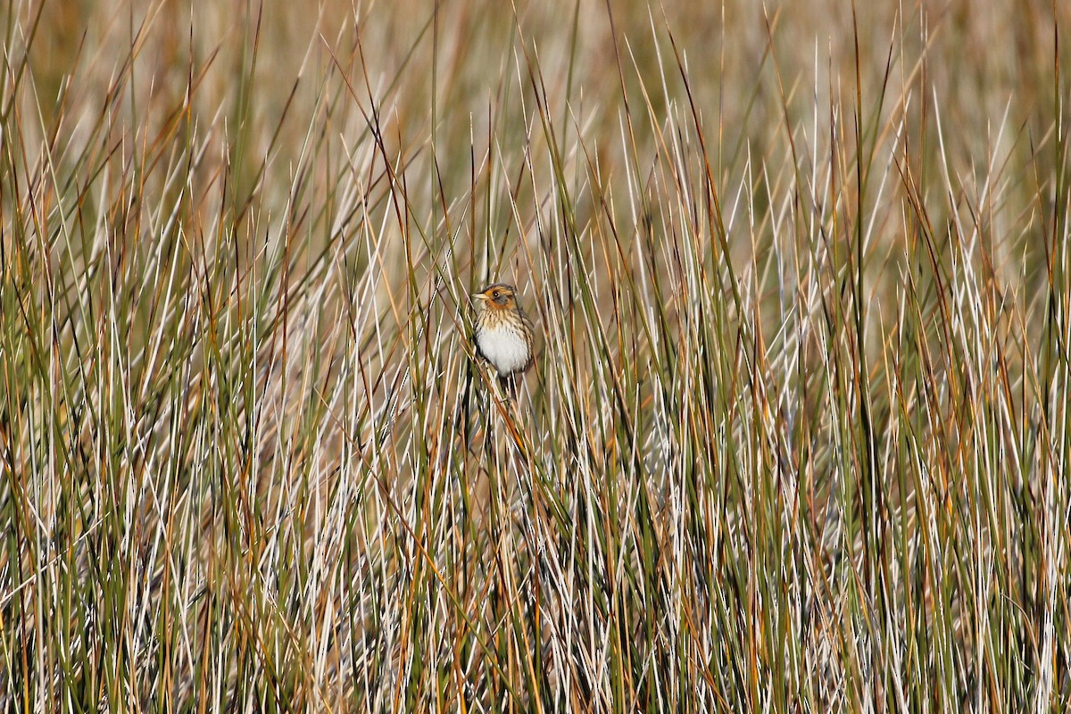 Chingolo Colifino - ML646359918