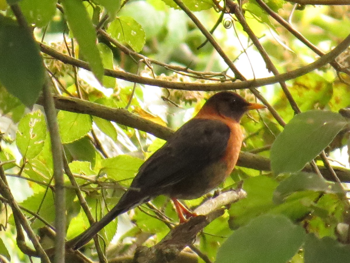 Zorzal Cuellirrufo - ML646359919