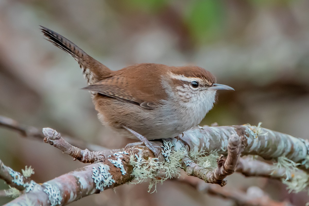 Cucarachero Colinegro - ML646359920