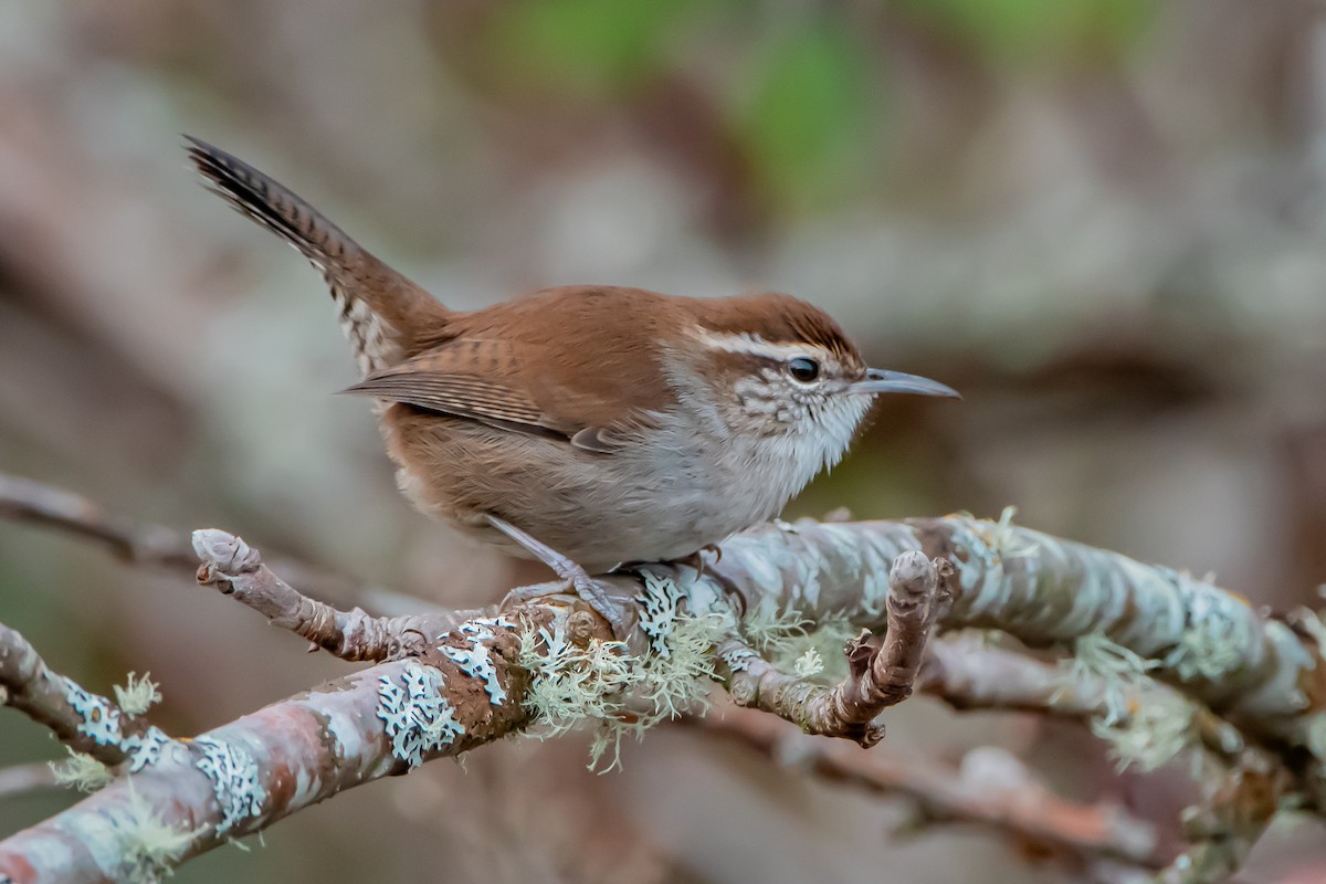 Cucarachero Colinegro - ML646359921