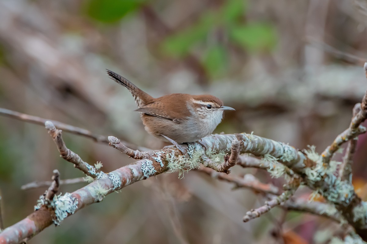 Cucarachero Colinegro - ML646359922
