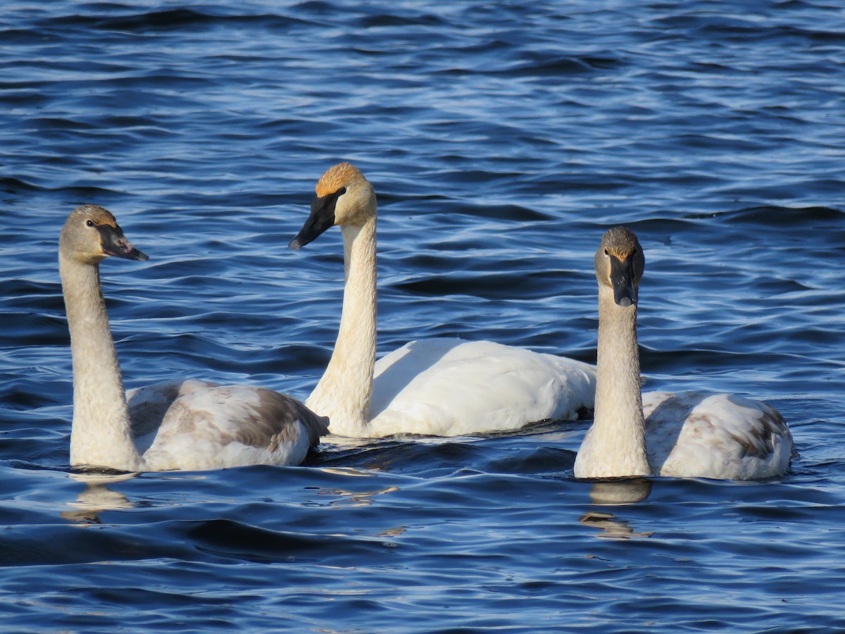 Cisne Trompetero - ML646359923