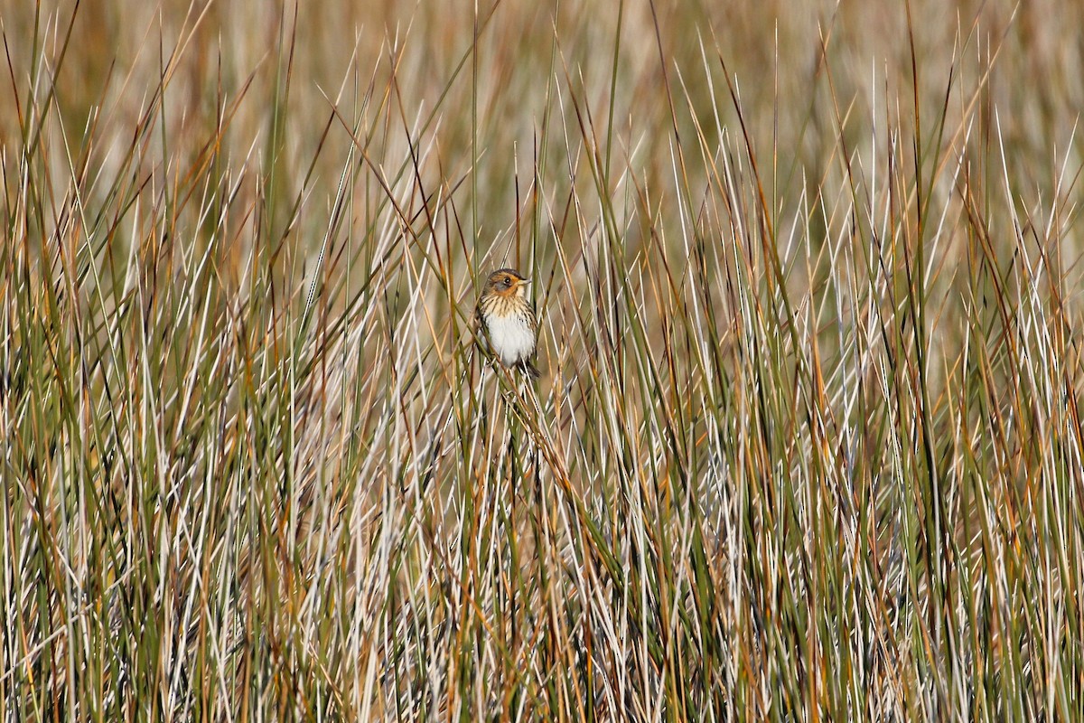 Chingolo Colifino - ML646359924