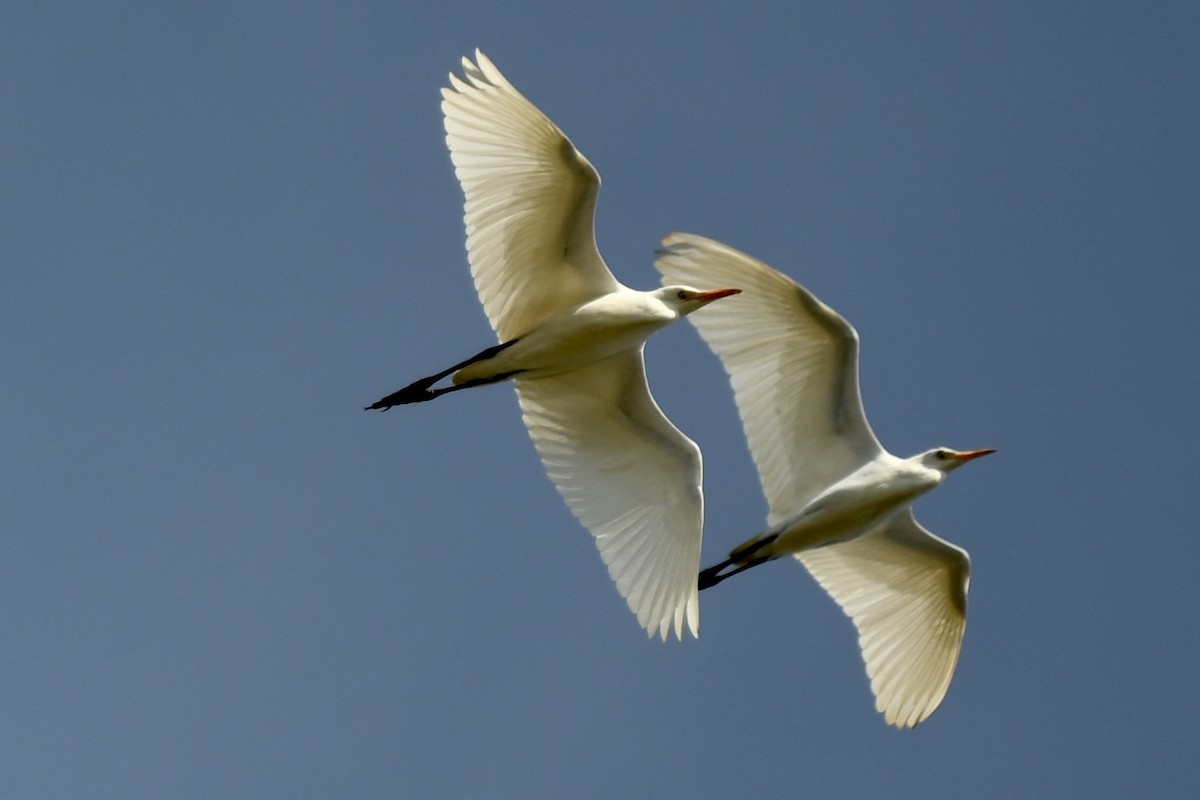 Garceta Grande - ML646359925