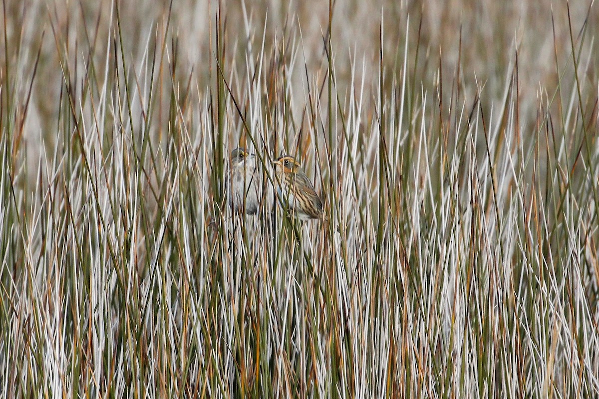 Chingolo Colifino - ML646359926
