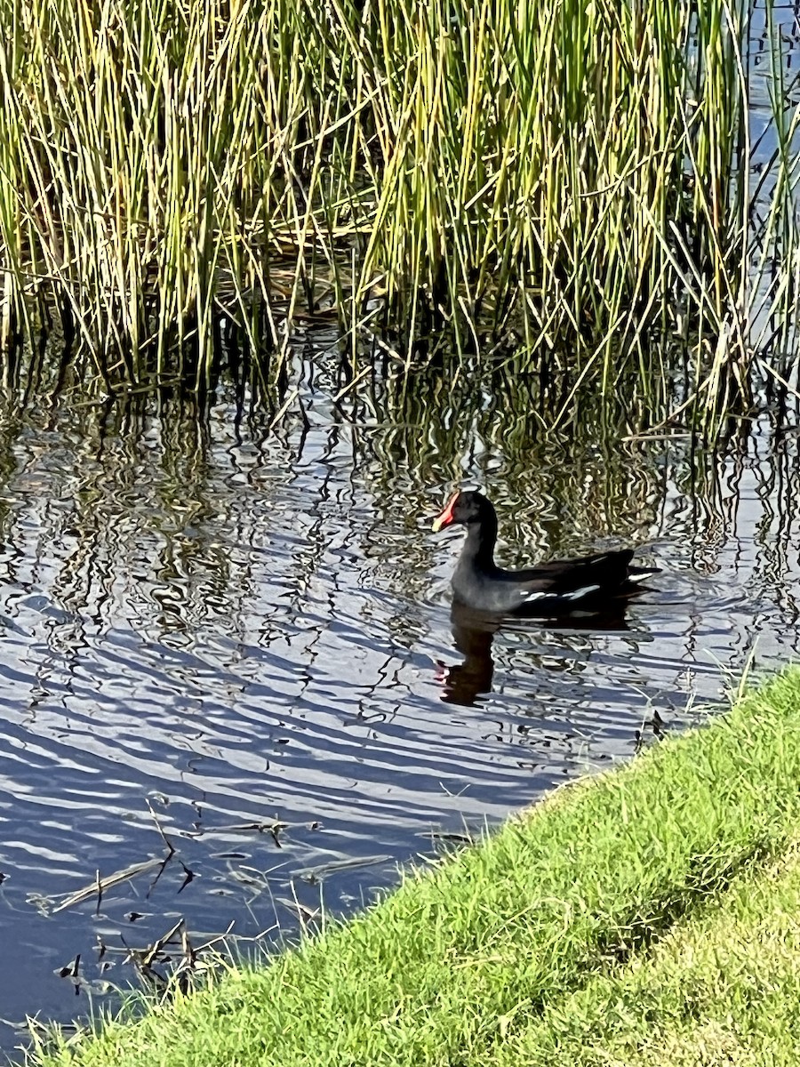 Gallineta Americana - ML646359927