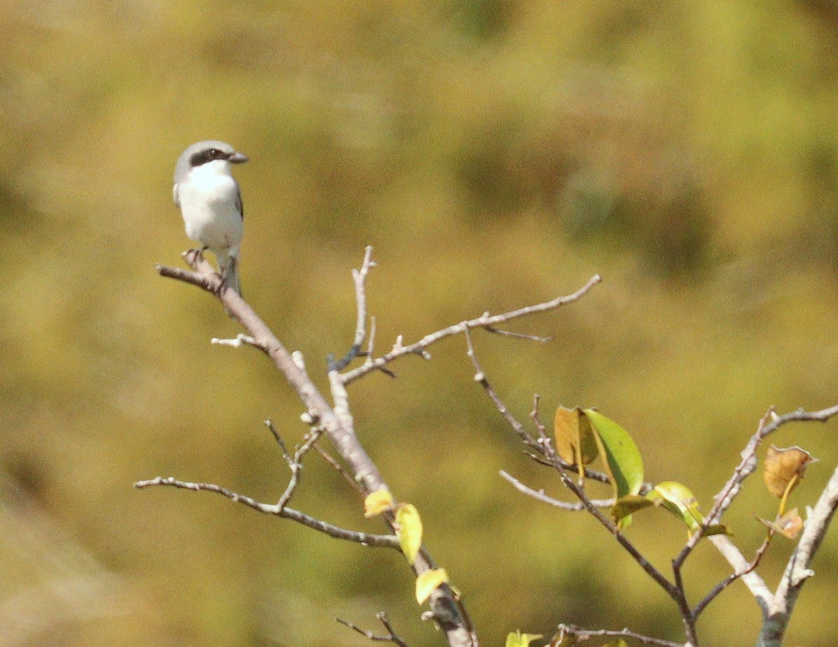 Alcaudón Americano - ML646359928