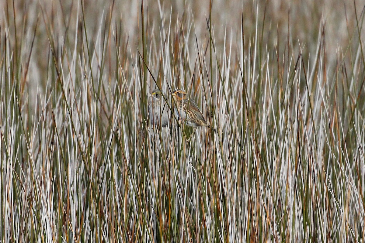 Chingolo Colifino - ML646359929