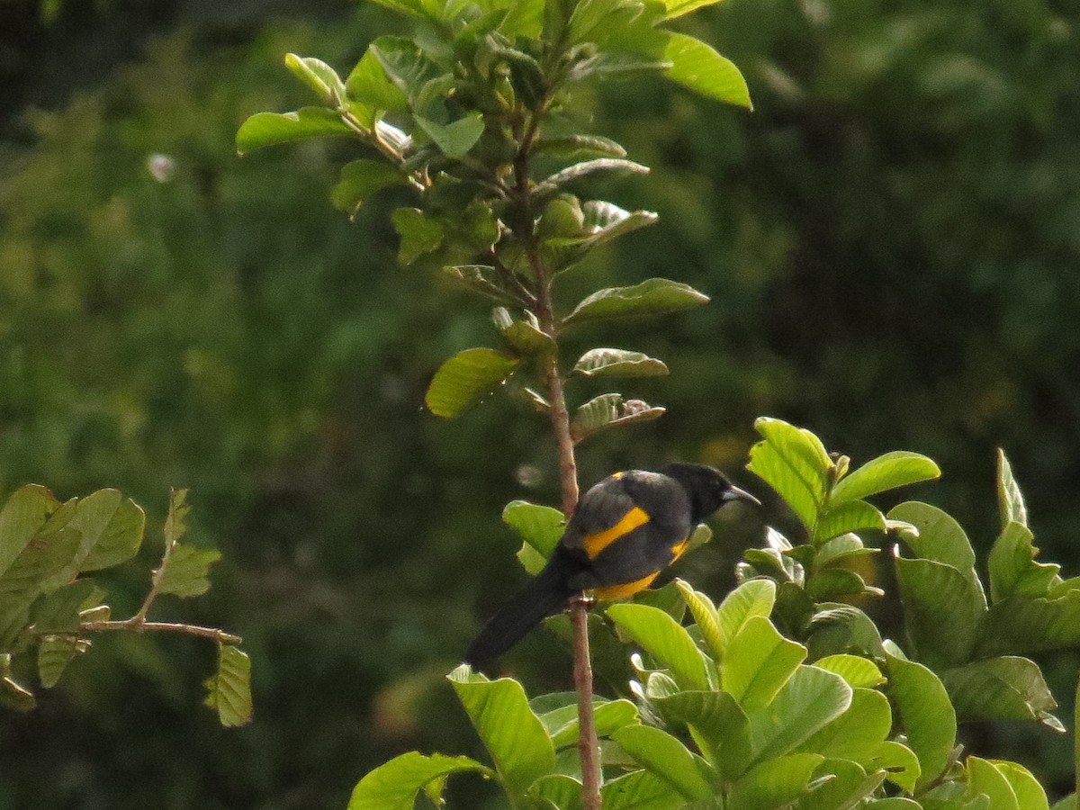 Turpial Culinegro - ML646359930