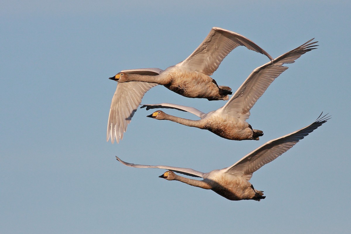 Cisne Cantor - ML646359931