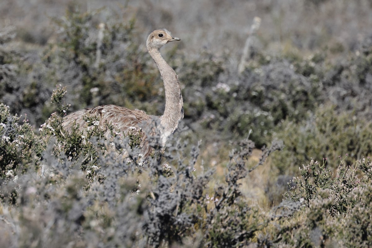 Ñandú Petiso - ML646359932