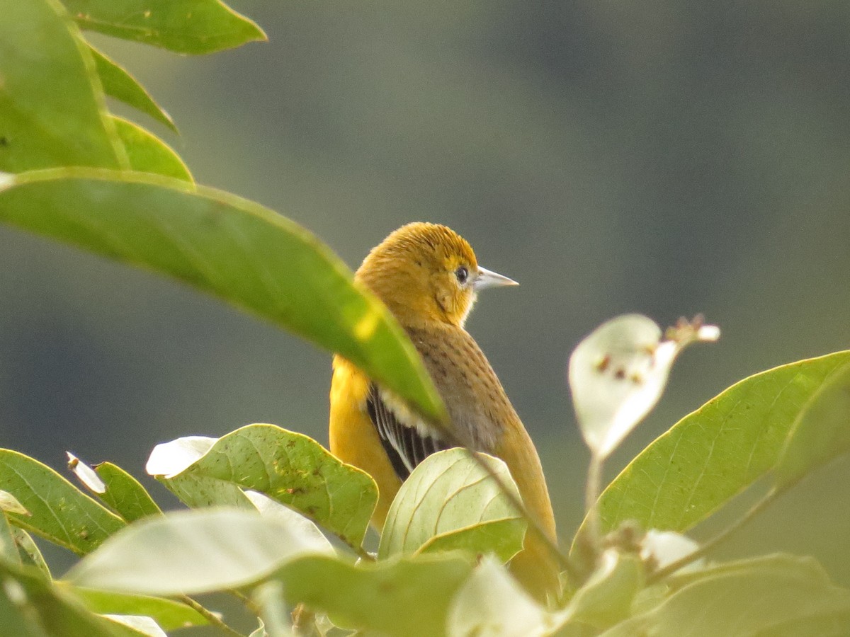 Turpial de Baltimore - ML646359933