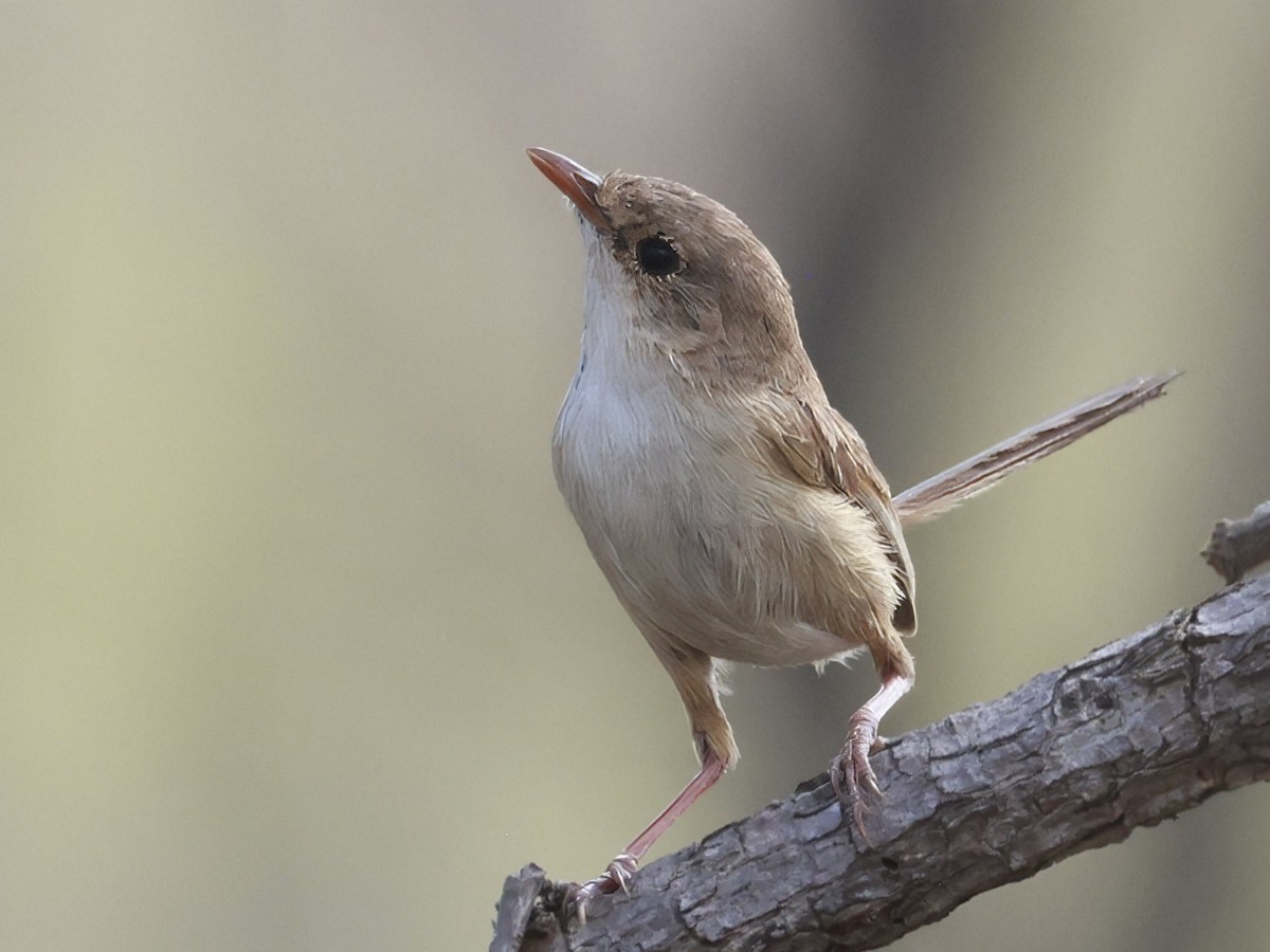 Maluro Dorsirrojo - ML646359934