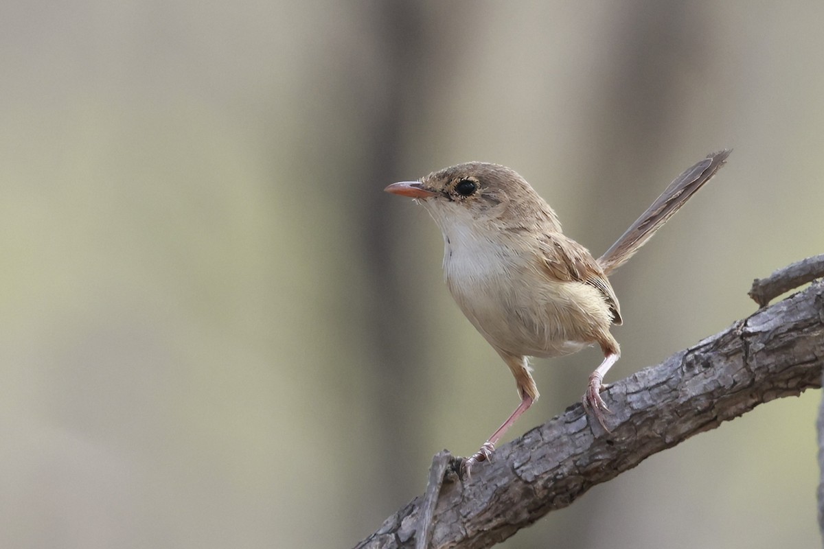 Maluro Dorsirrojo - ML646359935