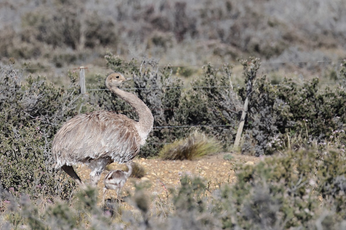 nandu menší - ML646359936