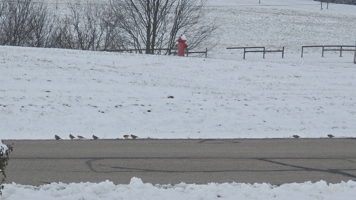 Alondra Cornuda - ML646359938