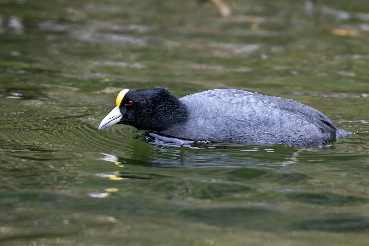 Focha Andina - ML646359939