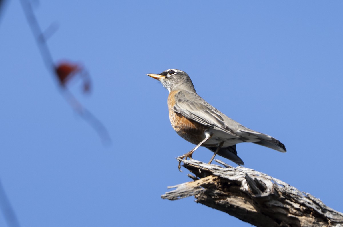 Zorzal Americano - ML646359940