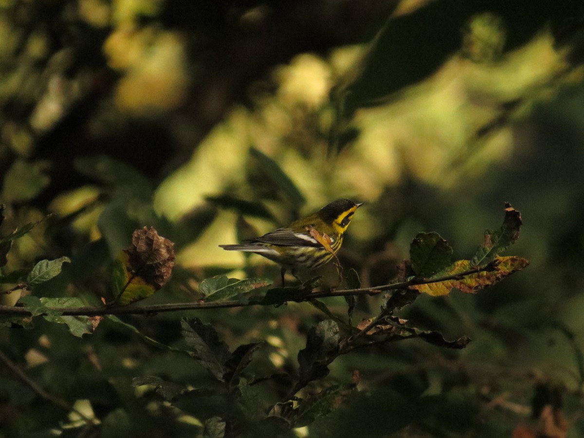 Reinita de Townsend - ML646359947