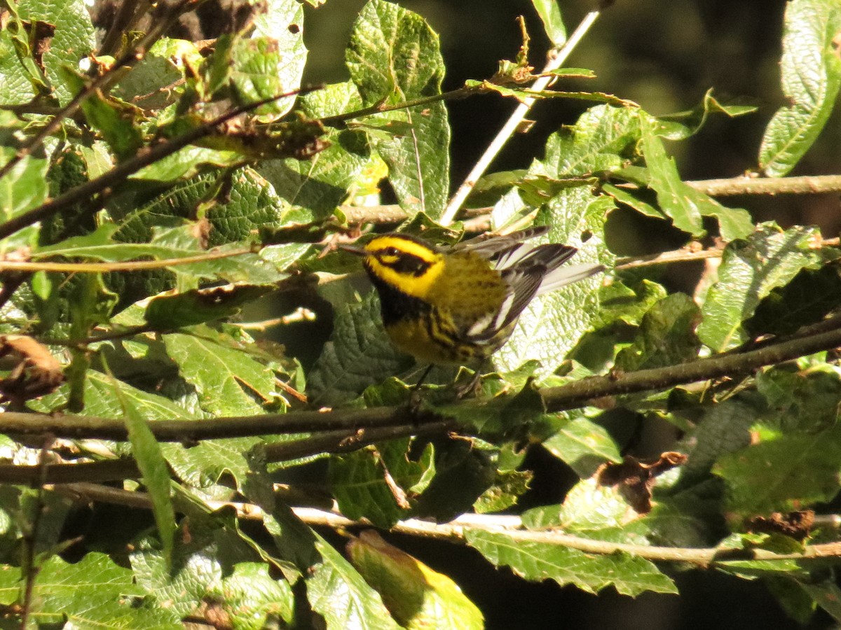 Townsend's Warbler - ML646359949