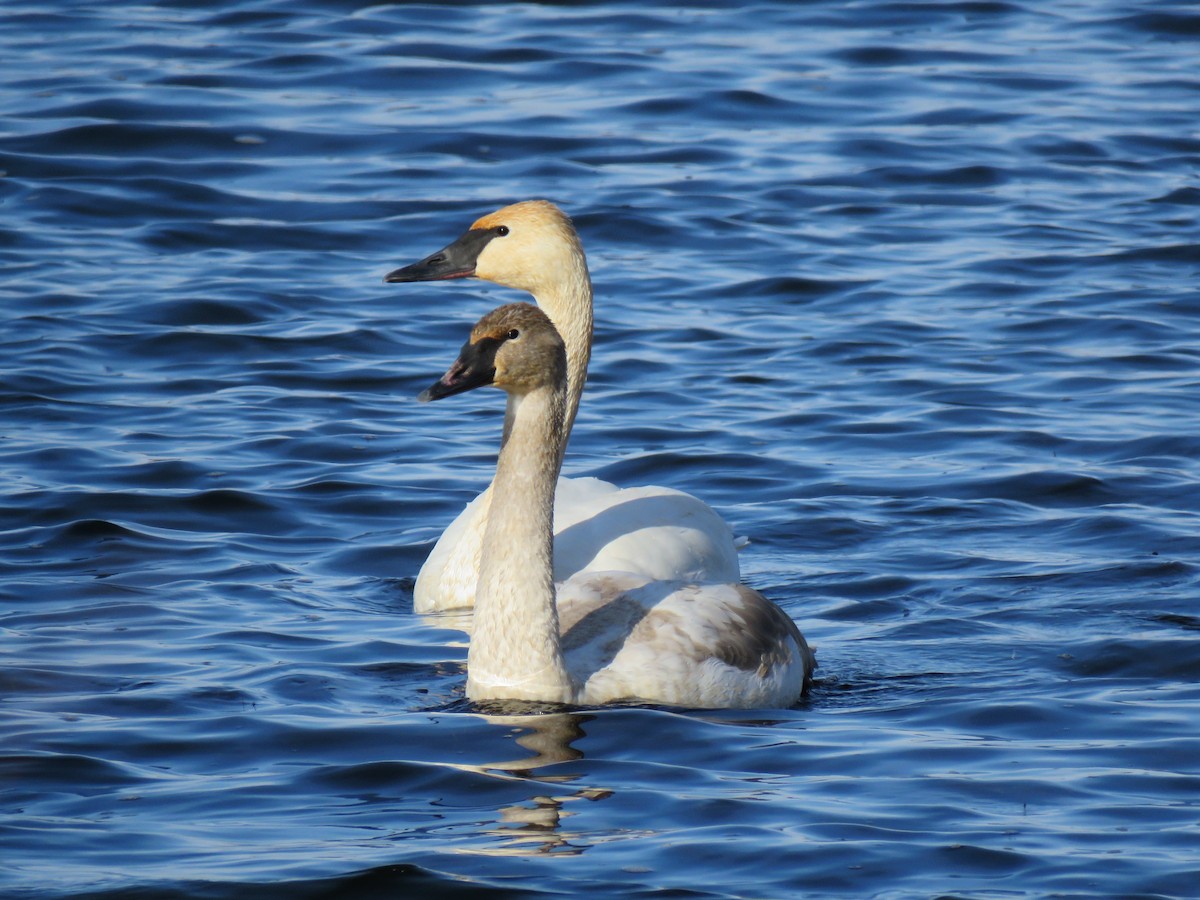 Cisne Trompetero - ML646359951