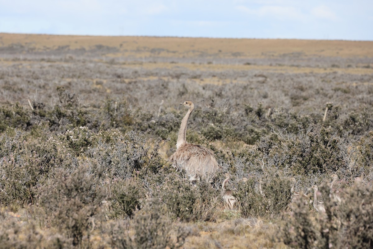 nandu menší - ML646359954