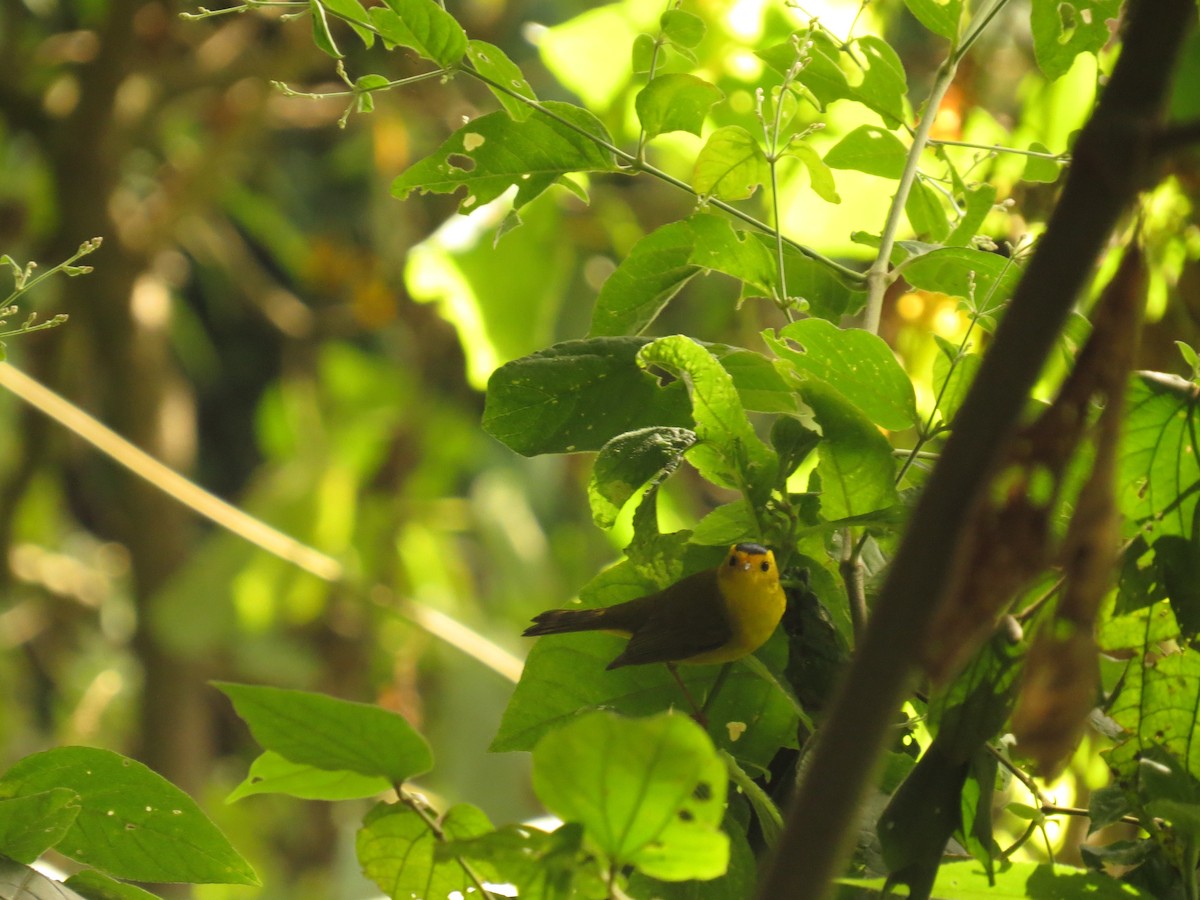 Wilson's Warbler - ML646359957