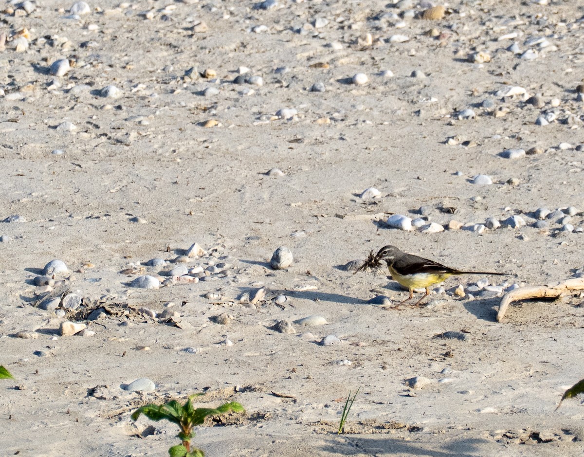 konipas horský - ML646359958